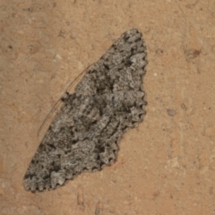 Unplaced externaria (Mahogany Bark Moth) at Higgins, ACT - 4 Mar 2022 by AlisonMilton