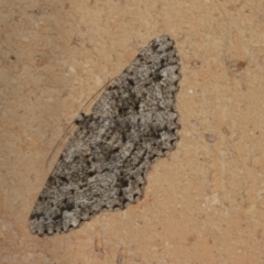 Unplaced externaria (Mahogany Bark Moth (formerly Hypomecis externaria)) at Higgins, ACT - 4 Mar 2022 by AlisonMilton