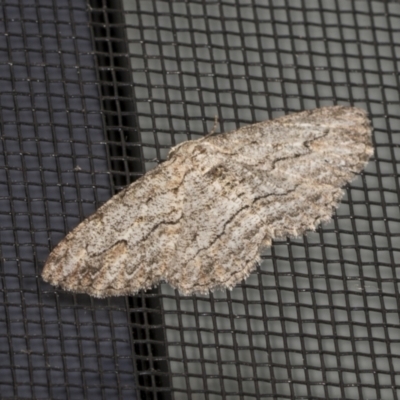 Ectropis (genus) (An engrailed moth) at Higgins, ACT - 6 Feb 2022 by AlisonMilton
