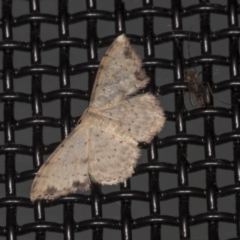 Idaea halmaea (Two-spotted Wave) at Higgins, ACT - 5 Mar 2022 by AlisonMilton