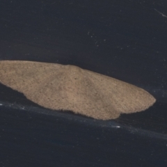 Casbia (genus) (A Geometer moth) at Higgins, ACT - 31 Jan 2022 by AlisonMilton