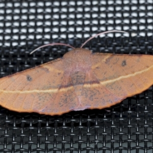 Oenochroma vinaria at Higgins, ACT - 9 Feb 2022 08:02 PM