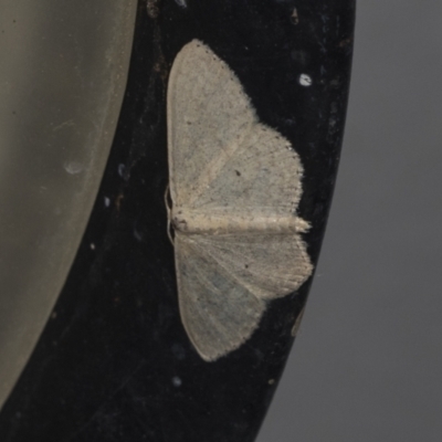 Scopula optivata (Varied Wave) at Higgins, ACT - 30 Jan 2022 by AlisonMilton