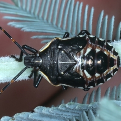Oechalia schellenbergii (Spined Predatory Shield Bug) at Mount Majura - 6 Mar 2022 by jb2602