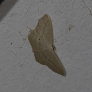 Scopula perlata at Higgins, ACT - 31 Jan 2022 07:33 AM