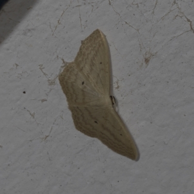 Scopula perlata (Cream Wave) at Higgins, ACT - 30 Jan 2022 by AlisonMilton