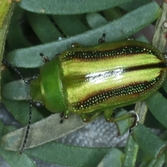 Calomela juncta (Leaf beetle) at Watson, ACT - 6 Mar 2022 by jb2602