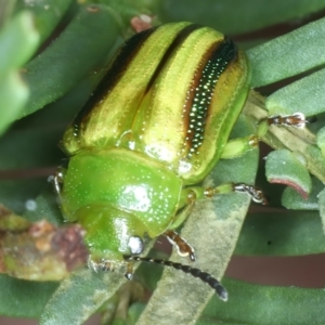 Calomela juncta at Watson, ACT - 6 Mar 2022 12:52 PM