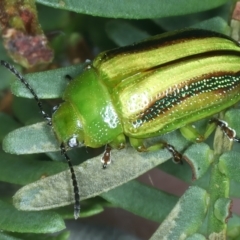 Calomela juncta at Watson, ACT - 6 Mar 2022 12:52 PM