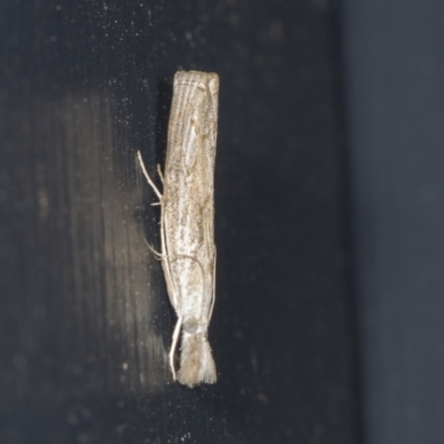 Culladia cuneiferellus (Crambinae moth) at Higgins, ACT - 31 Jan 2022 by AlisonMilton