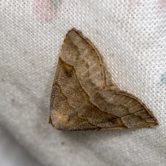 Meranda susialis (Three-lined Snout) at Higgins, ACT - 31 Jan 2022 by AlisonMilton