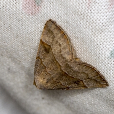 Meranda susialis (Three-lined Snout) at Higgins, ACT - 31 Jan 2022 by AlisonMilton