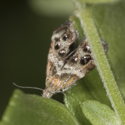 Tebenna micalis (Small Thistle Moth) at Higgins, ACT - 31 Jan 2022 by AlisonMilton