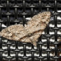 Phrissogonus laticostata (Apple looper moth) at Higgins, ACT - 10 Feb 2022 by AlisonMilton