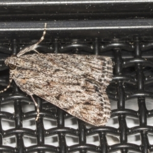 Spectrotrota fimbrialis at Higgins, ACT - 6 Feb 2022 09:13 AM