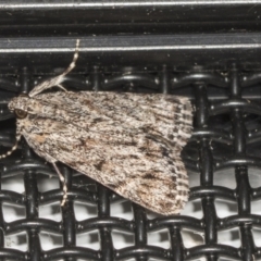 Spectrotrota fimbrialis (A Pyralid moth) at Higgins, ACT - 5 Feb 2022 by AlisonMilton