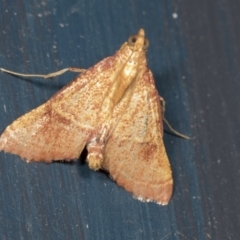 Endotricha ignealis (A Pyralid moth (Endotrichinae)) at Higgins, ACT - 10 Feb 2022 by AlisonMilton