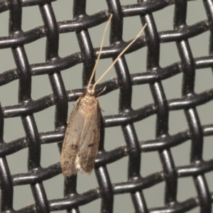 Lecithocera undescribed species nr terrigena at Higgins, ACT - 11 Feb 2022 08:26 AM