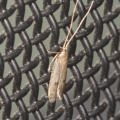 Lecithocera undescribed species nr terrigena at Higgins, ACT - 11 Feb 2022 08:26 AM