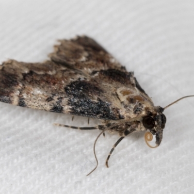 Orthaga thyrisalis (Teatree Web Moth) at Higgins, ACT - 11 Jan 2022 by AlisonMilton