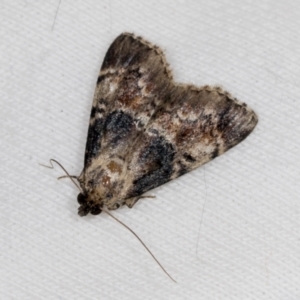 Orthaga thyrisalis at Higgins, ACT - 11 Jan 2022 05:38 PM