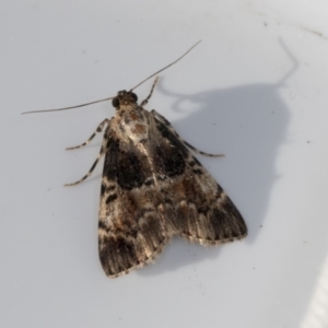 Orthaga thyrisalis at Higgins, ACT - 11 Jan 2022 05:38 PM