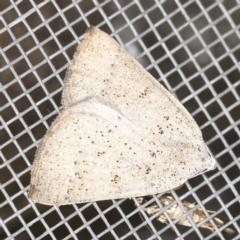 Amelora (genus) at O'Connor, ACT - 3 Mar 2022