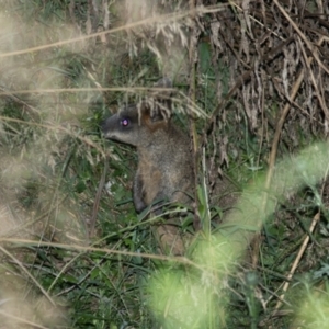 Wallabia bicolor at Cotter River, ACT - 4 Mar 2022