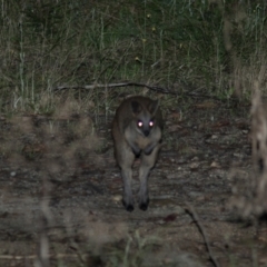 Wallabia bicolor at Cotter River, ACT - 4 Mar 2022