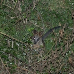 Wallabia bicolor at Cotter River, ACT - 4 Mar 2022