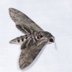 Agrius convolvuli (Convolvulus Hawk Moth) at Higgins, ACT - 5 Mar 2022 by AlisonMilton