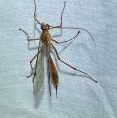 Netelia sp. (genus) (An Ichneumon wasp) at Jerrabomberra, NSW - 8 Mar 2022 by Steve_Bok