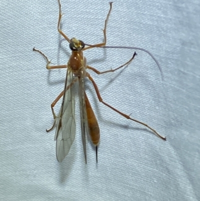 Netelia sp. (genus) (An Ichneumon wasp) at Jerrabomberra, NSW - 8 Mar 2022 by Steve_Bok