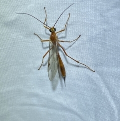 Netelia sp. (genus) at Jerrabomberra, NSW - 8 Mar 2022