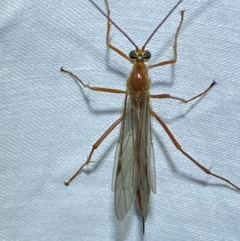 Netelia sp. (genus) at Jerrabomberra, NSW - 8 Mar 2022