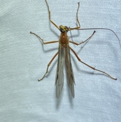 Netelia sp. (genus) at Jerrabomberra, NSW - 8 Mar 2022