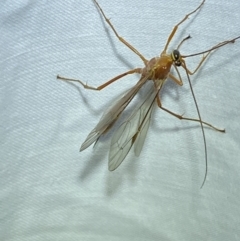 Netelia sp. (genus) at Jerrabomberra, NSW - 8 Mar 2022