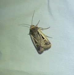 Proteuxoa tortisigna (Streaked Rictonis Moth) at Jerrabomberra, NSW - 8 Mar 2022 by SteveBorkowskis