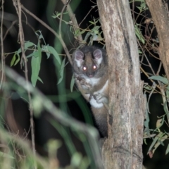 Pseudocheirus peregrinus (Common Ringtail Possum) at Cotter River, ACT - 4 Mar 2022 by Helberth