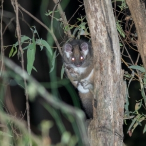 Pseudocheirus peregrinus at Cotter River, ACT - 4 Mar 2022