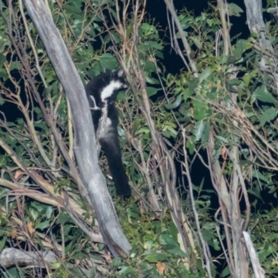 Petauroides volans (Southern Greater Glider) at Uriarra Village, ACT - 4 Mar 2022 by Helberth