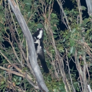 Petauroides volans at Cotter River, ACT - 4 Mar 2022