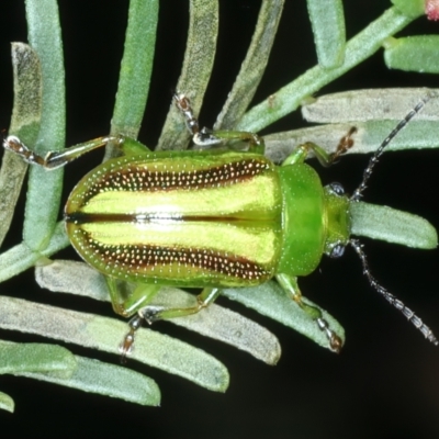Calomela juncta (Leaf beetle) at Watson, ACT - 6 Mar 2022 by jb2602