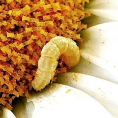 Lepidoptera unclassified IMMATURE (caterpillar or pupa or cocoon) at Crooked Corner, NSW - 4 Jan 2022 by Milly