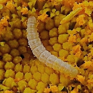 Lepidoptera unclassified IMMATURE moth at Crooked Corner, NSW - 4 Jan 2022