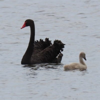 Cygnus atratus (Black Swan) at Lake Tuggeranong - 8 Mar 2022 by RodDeb