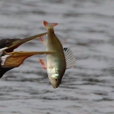 Perca fluviatilis (Redfin) at Lake Tuggeranong - 8 Mar 2022 by RodDeb