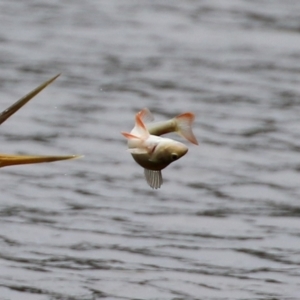 Perca fluviatilis at Greenway, ACT - 8 Mar 2022