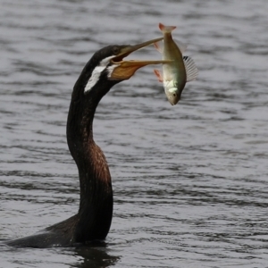 Anhinga novaehollandiae at Greenway, ACT - 8 Mar 2022 02:42 PM