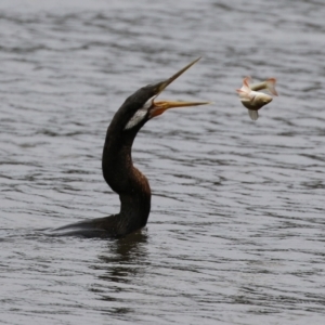 Anhinga novaehollandiae at Greenway, ACT - 8 Mar 2022